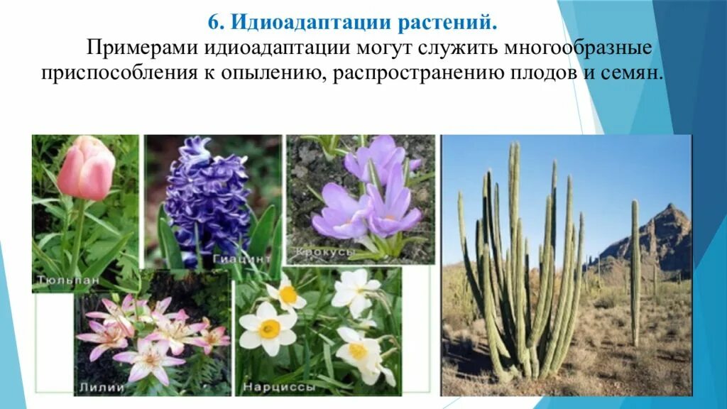 Идиоадаптация цветковых растений обитающих в воде. Идиоадаптация у растений. растения примеры. морозостойкие растения примеры. идиоадаптации покрытосеменных.