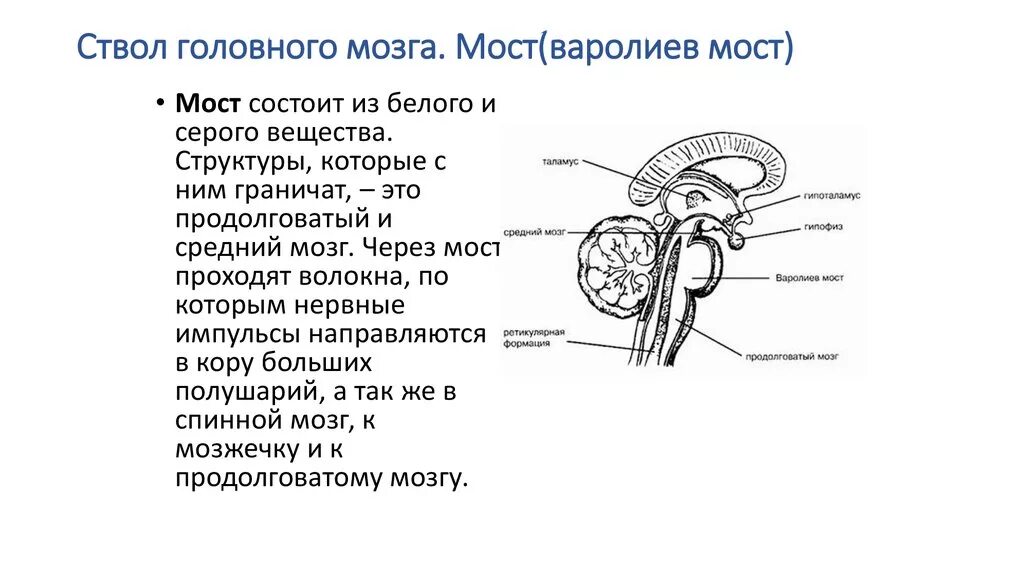 Структура и функции ствола мозга. Строение мозга варолиев мост. Головной мозг строение варолиев мозг. Варолиев мост анатомия. Варолиев мост строение.