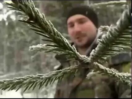 Рощинское лесничество елка