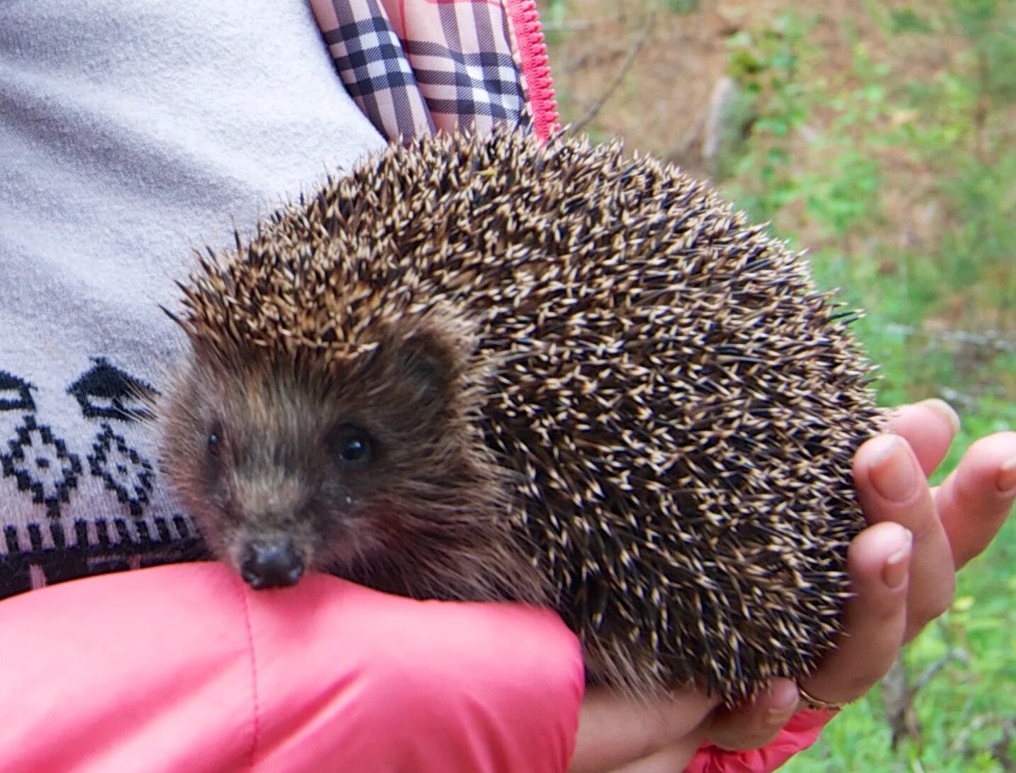 Ёжики настоящие. Белобрюхий ёж. Африканский карликовый еж альбинос. Африканский ушастый ежик. Африканский белобрюхий еж.