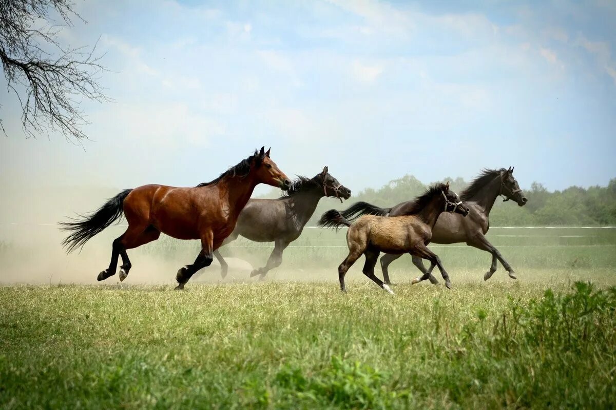 Скачут скачут две лошадки. Лошадь бежит. Табун лошадей. Стадо лошадей. Лошадь скачет.