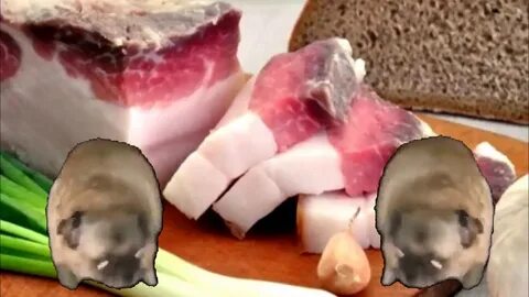 Собака сала