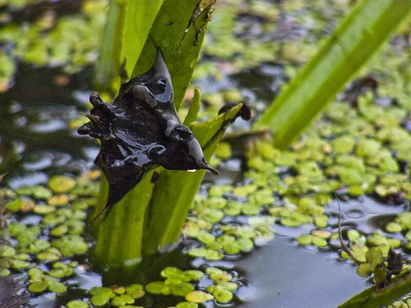 Водный орех. Чилим водяной орех. Водяной орех Чилим рогульник. Речной орех Чилим. Рогульник плавающий водяной орех.