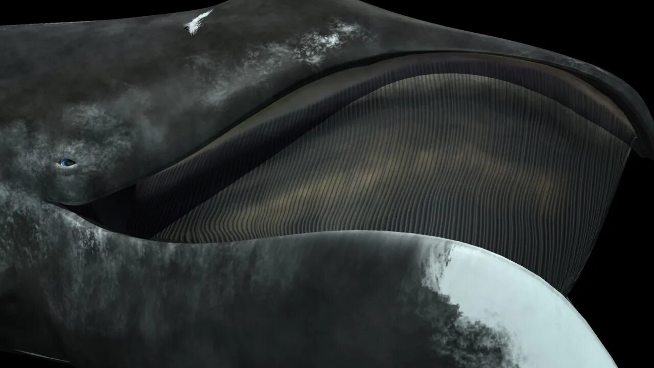 Бравал кит