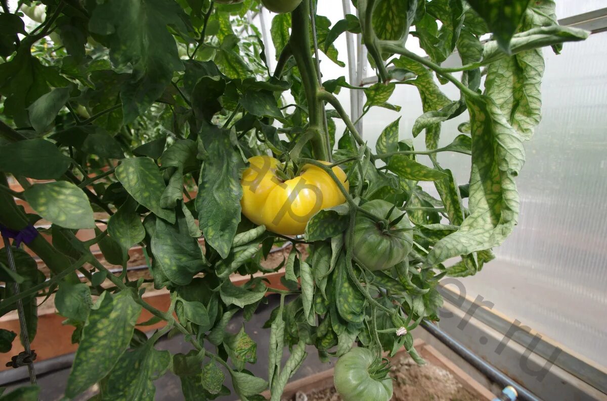 Томат сорт кинг конг. Томат прелесть роузы. Томат прелесть роузы партнер семена. Томат прелесть роузы. Томат роузи.