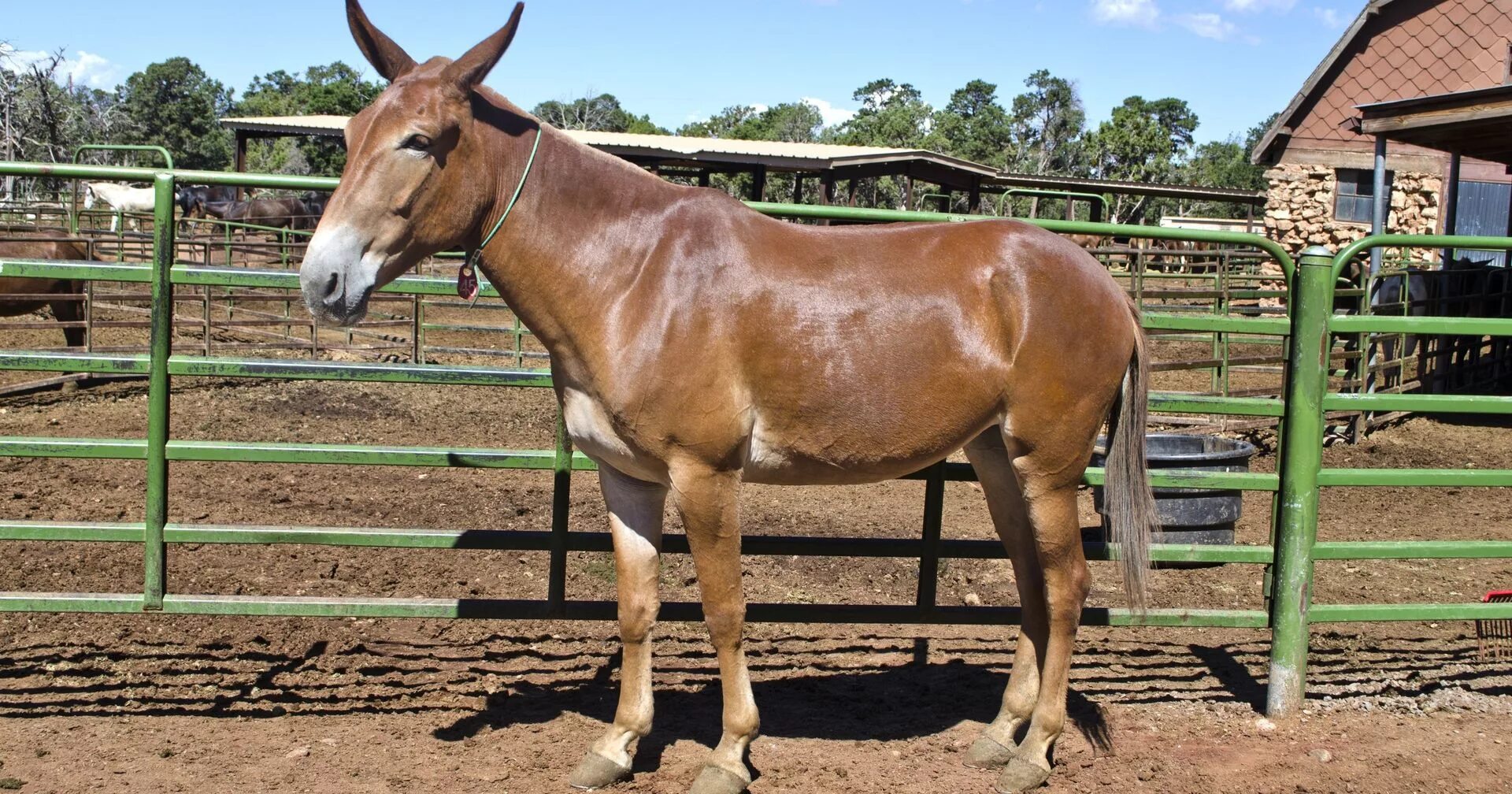 Северный осел. Лошак – гибрид лошади и осла. Мул гибриды млекопитающих. Мул и лошак. Мул осёл ишак.