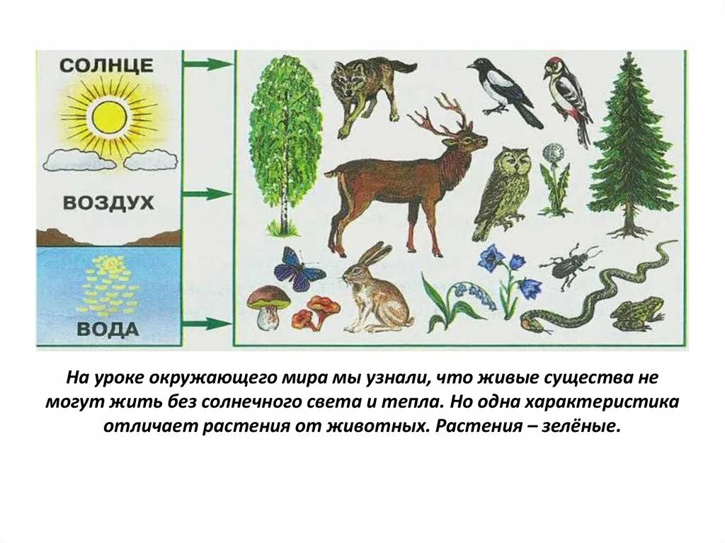 Взаимосвязь между живой и неживой природой схема. Связь между живой и неживой природой. Как связаны между собой неживая и Живая природа. Вязь между живой и не живой природой. Каким образом была связана с природой