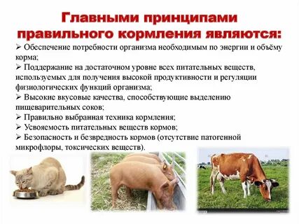 Способы кормления животных