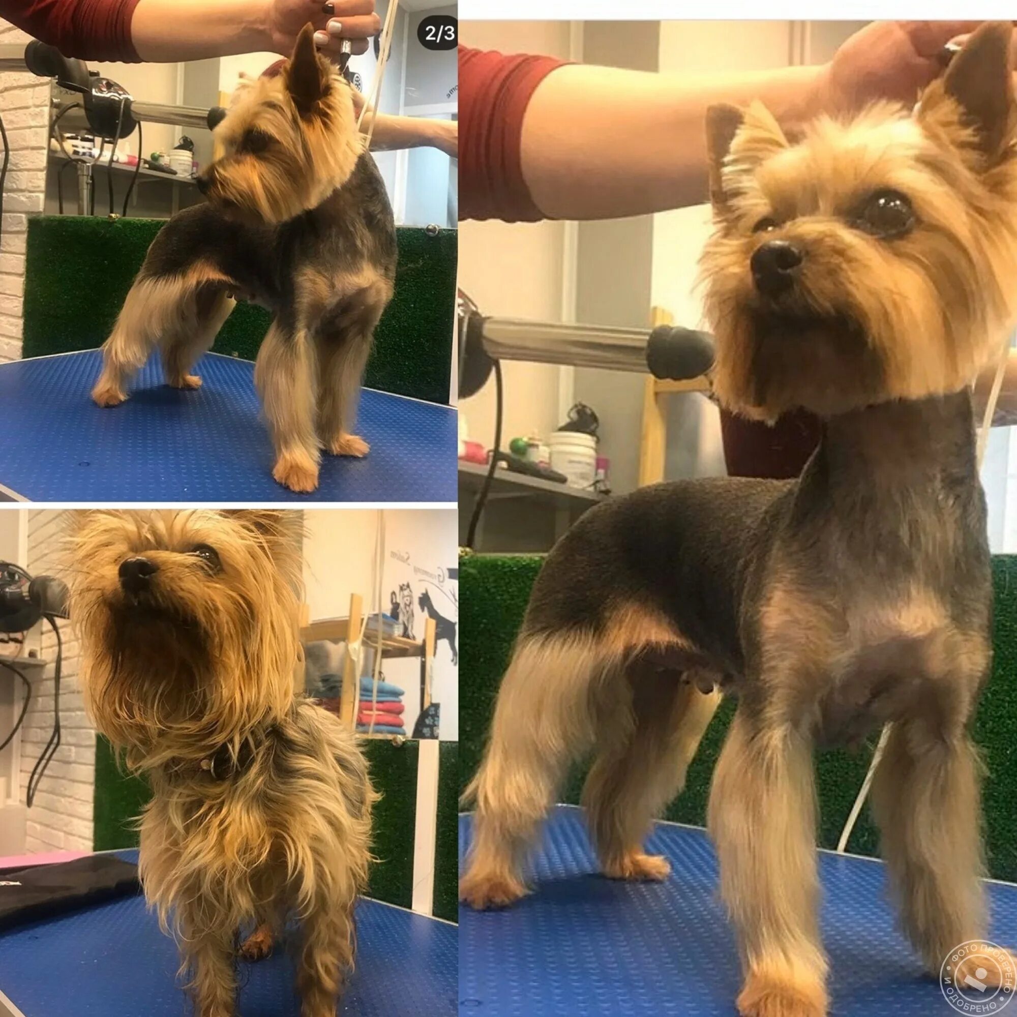 Стрижка йорка девочки. Стрижка йорка мальчика в домашних условиях пошаговое. Стрижка йорка мальчика. Йоркширский терьер стрижки. Стрижка йорка девочки.