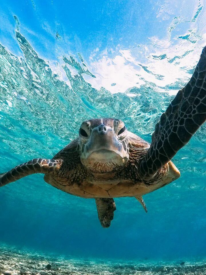 Водные животные это. Морская черепаха. Тортуга черепаха. Водные обитатели. Красивые черепахи.