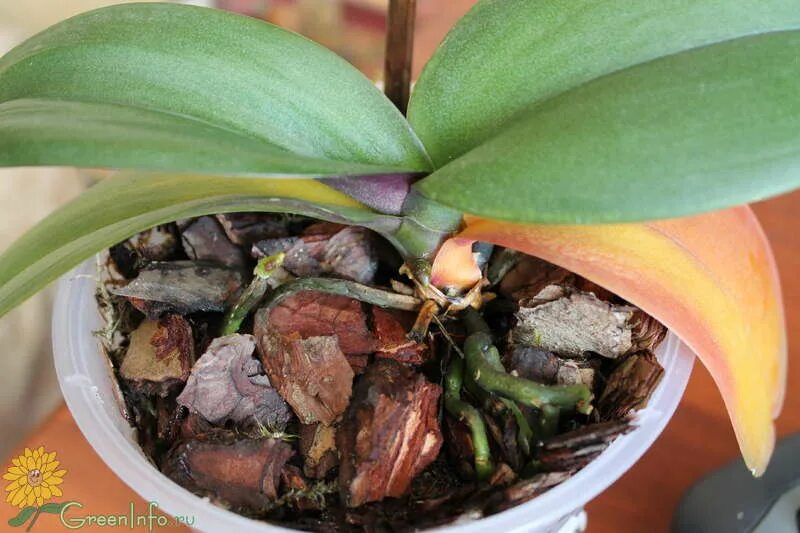 Почему листья орхидеи стали мягкими. Сохнут листья у орхидеи фаленопсис. Орхидея фаленопсис пожелтели листья. Нематоды орхидей фаленопсис. Меристема у орхидеи.