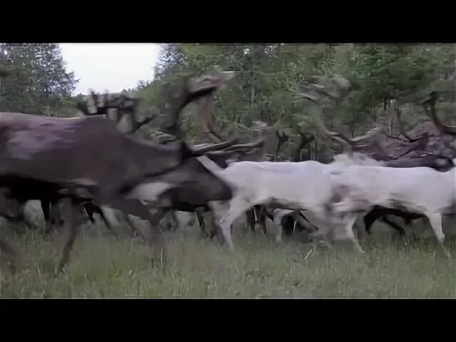 Северный ветер бывает теплым 2019