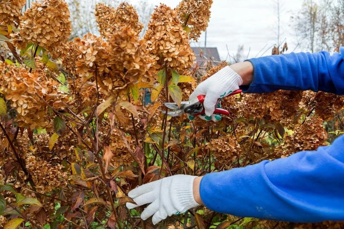 Как зимуют гортензии метельчатые. Гортензия метельчатая осень. гортензия метельчатая осенью. обрезка метельчатой гортензии осенью. осенняя обрезка гортензии метельчатой.