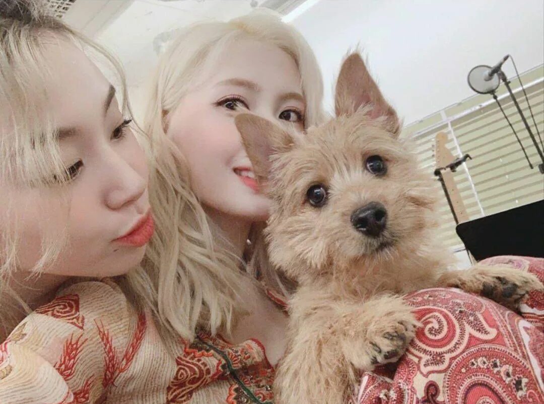 Момо собака. Собака момо из твайс. Момо инстаграм. Момо собачка. Momo twice instagram.