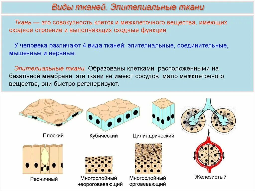 В состав какой ткани входят клетки. Строение эпителиальной ткани анатомия. Тип клеток эпителиальной ткани. Тип клеток эпителиальной ткани человека. Клетки эпителиальной ткани базальная мембрана.