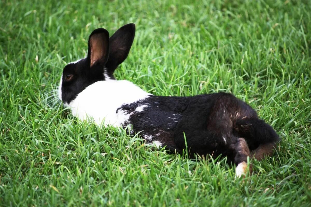 Rabbit live. Rabbit live