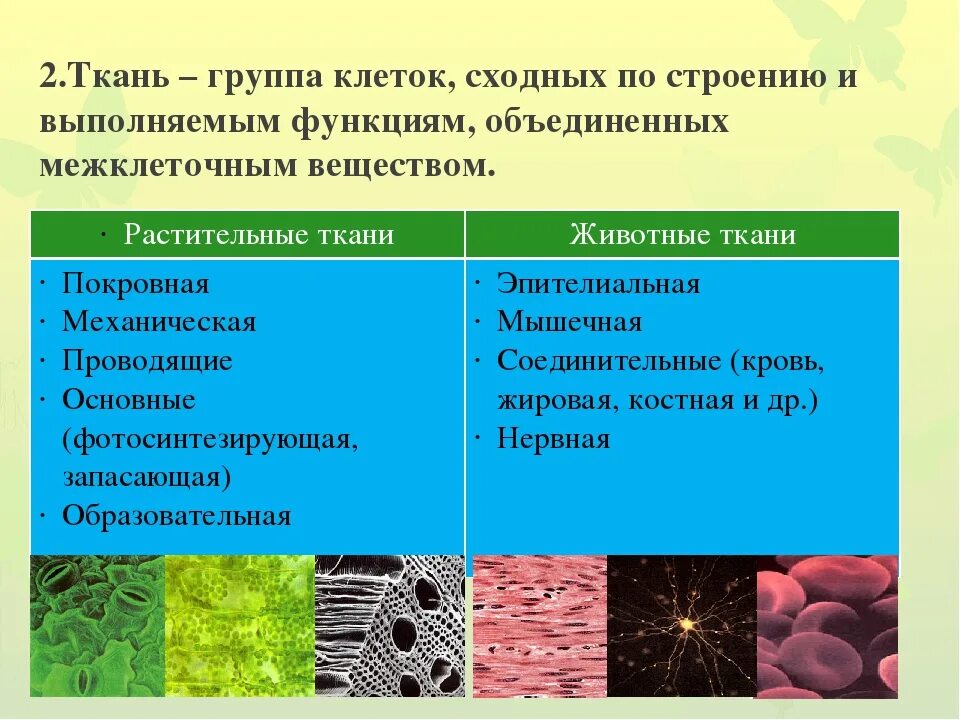 Ткани группы тканей. Ткань в клетку. Ткань это группа клеток сходных по строению и выполняемым функциям. Клеточные структуры по группам.