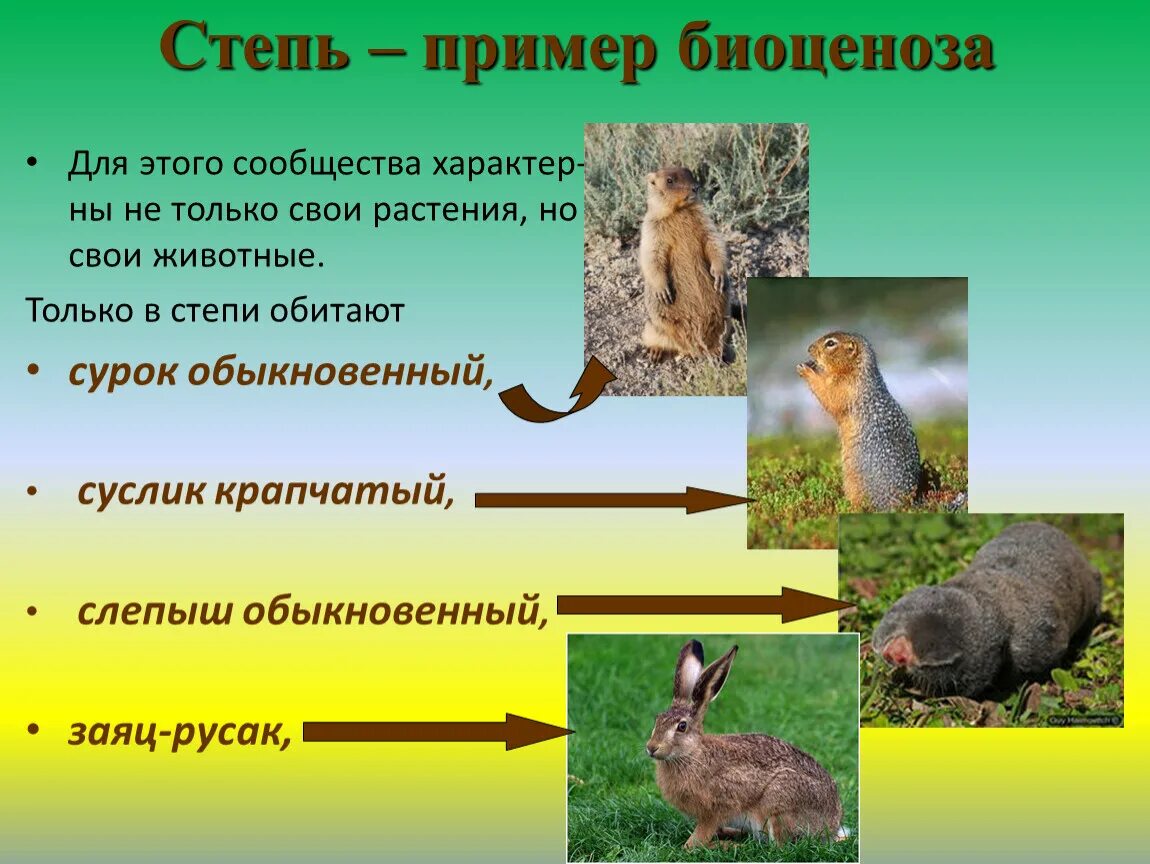 Биоценоз степи. Примеры стопных животный. Примеры степных животных.