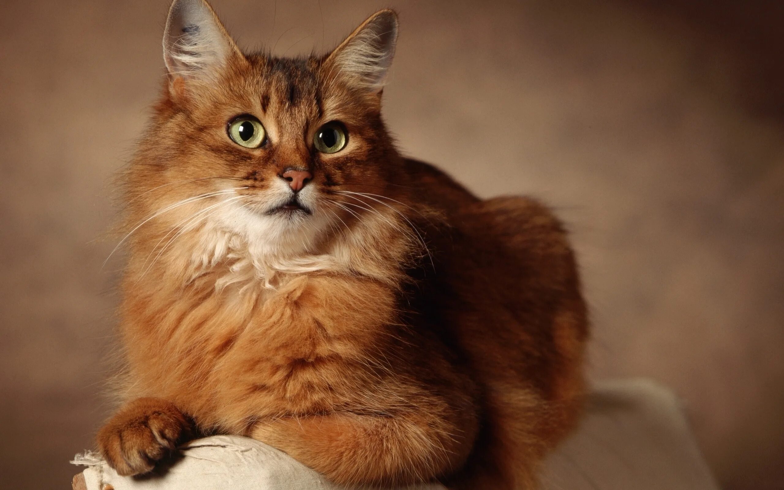Кот ма