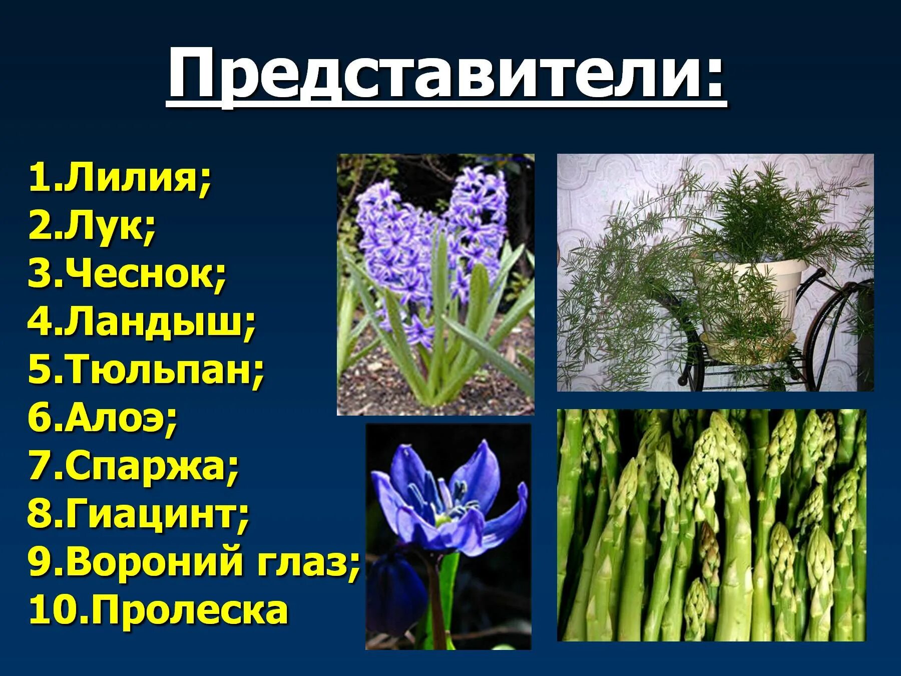 Представители луковых. Спаржа семейство лилейные. лилейные представители. растения семейства спаржевых. семейство лилейные представители.