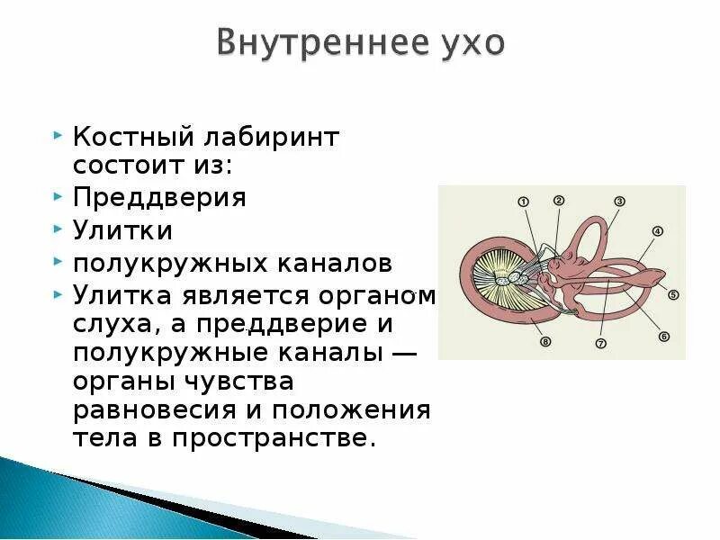 В состав внутреннего уха входят. Состав внутреннего уха. Из чего состоит внутреннее ухо. Костный Лабиринт состоит. Улитка является органом