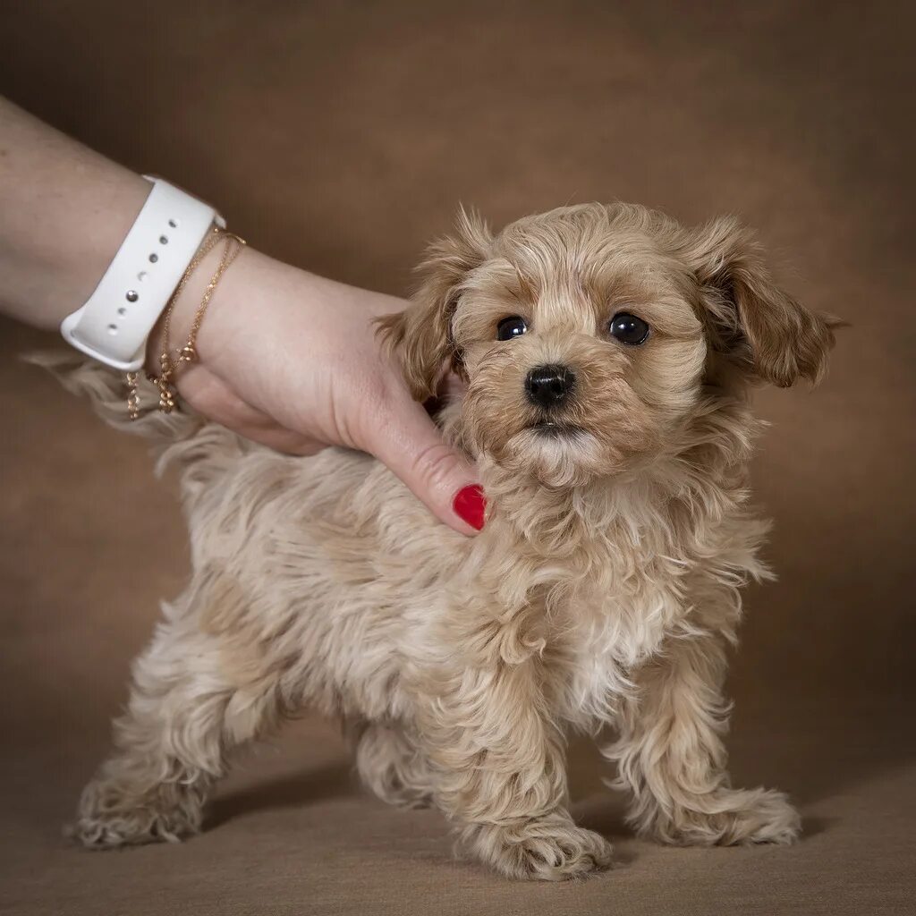 мальтипу ф1. мальтипу f1. щенки мальтипу f1. мальтипу карликовый. мальтипу собака f1.