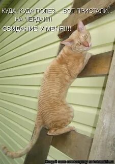 Куда я полез