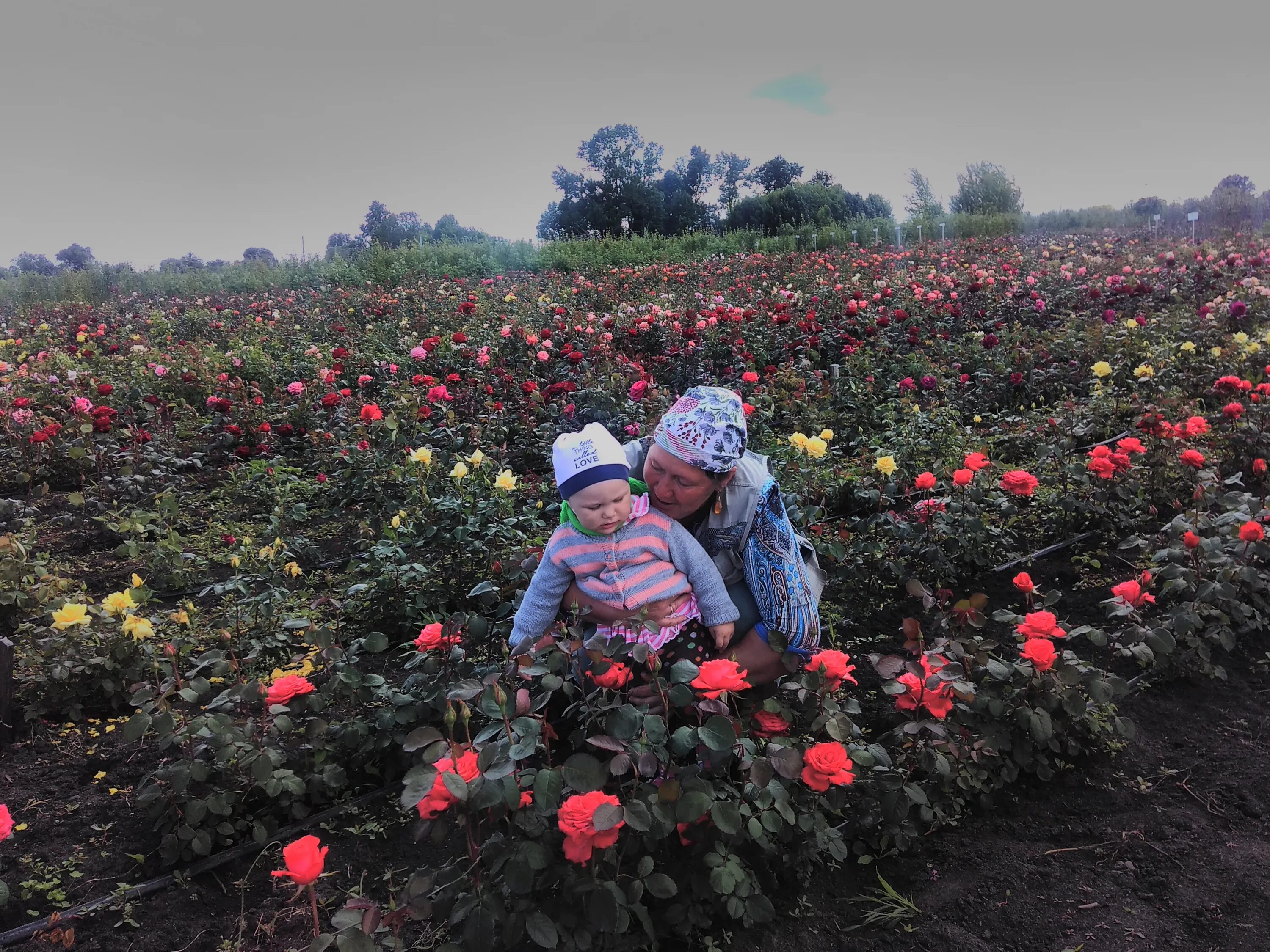 туи садовый центр. липецкий питомник. садовый центр елы-палы подстепки. дендропарк лосс липецкая область. елы палы тольятти.