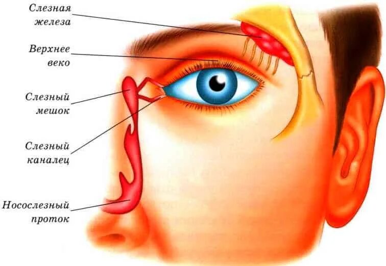 Слезная железа находится. Строение глаза слезный мешок. Строение глаза слезный мешок , железа. Строение слезных каналов глаза человека. Анатомия слезного канала у человека.