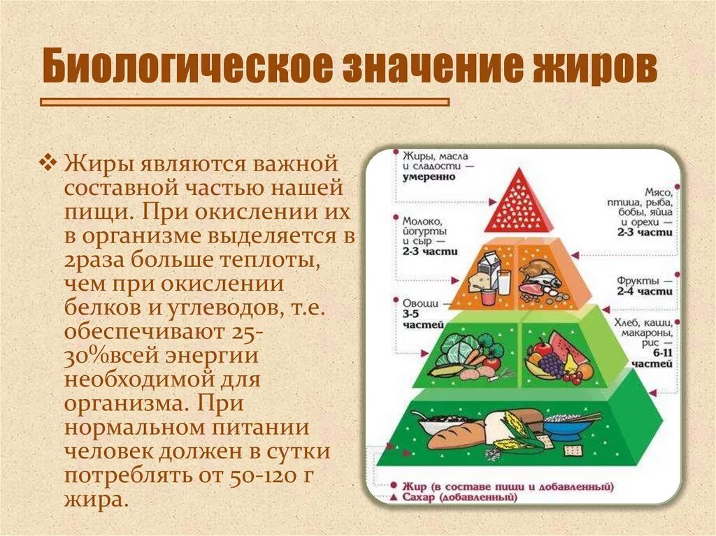 Значимость жиров в организме. Биологическое значение жиров. Важность жиров для организма. Жиры в организме человека кратко.