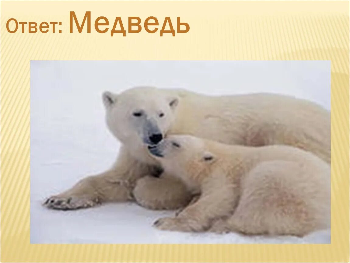Где проживают медведи. Где живут белые медведи. Белый медведь самый крупный хищник. Белые медведи живут. Где обитает белый медведь.