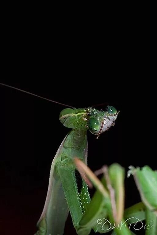 Самец богомола после спаривания. Богомол Mantis religiosa самка. Спаривание Богомолов. Самка богомола. Самец богомола.