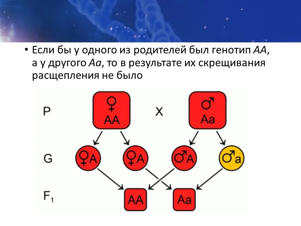 Какой генотип у родителей. Генотипы родителей. Какие есть генотипы у человека. Как установить генотип родителей. 16 Генотипов.