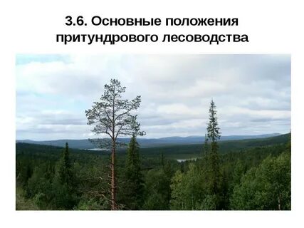 Приспособление лесотундры