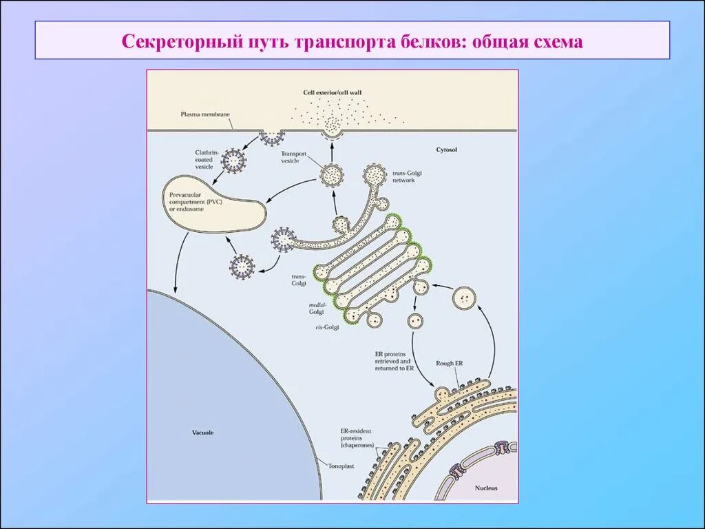 Белковый транспорт. Секреторный путь. Путь белков. Цитоплазматический путь транспорта белков секреторный. Секреторные белки.