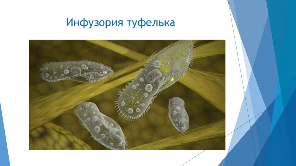 Значение одноклеточных в жизни природе