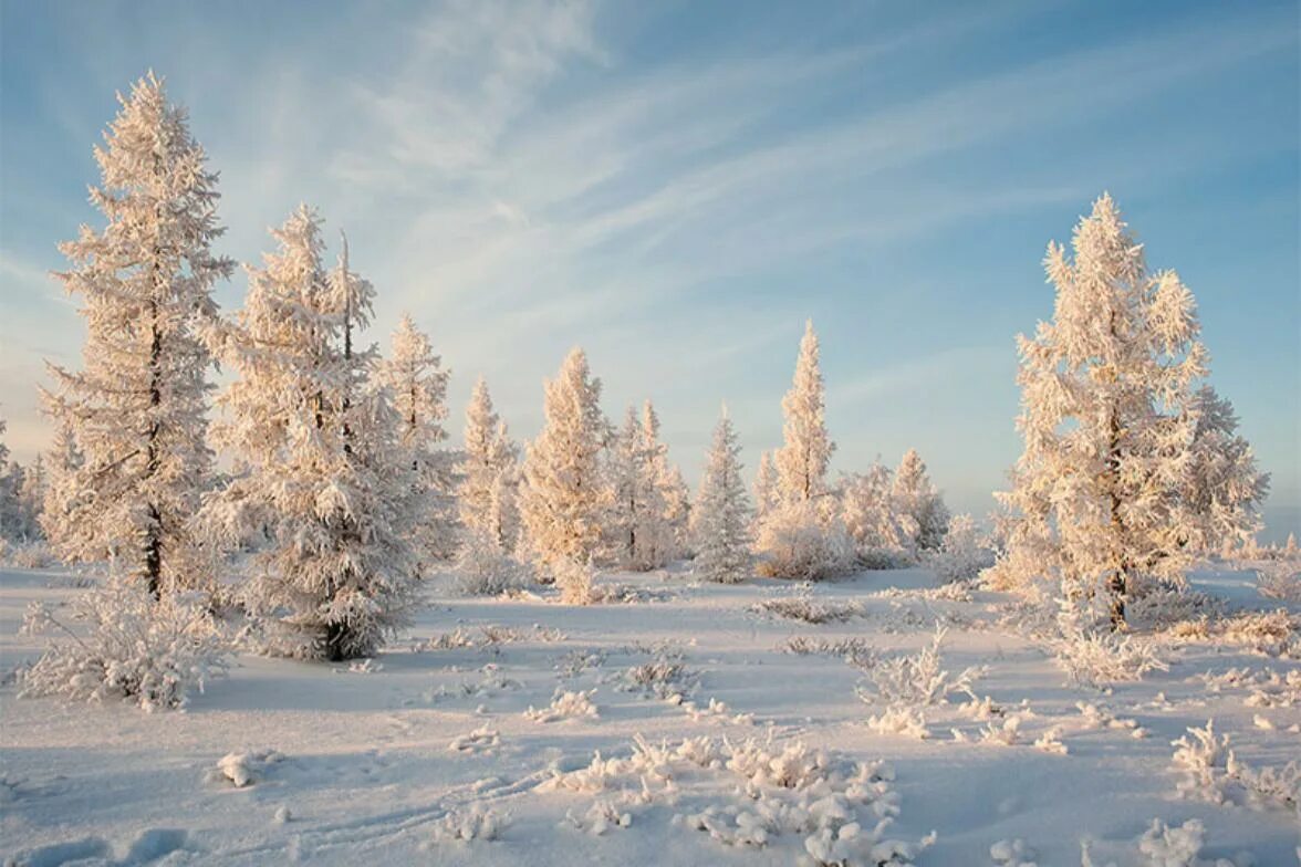 Солнечный день январь. Зимний пейзаж. Декабрь природа. Зимняя природа. Зима декабрь.