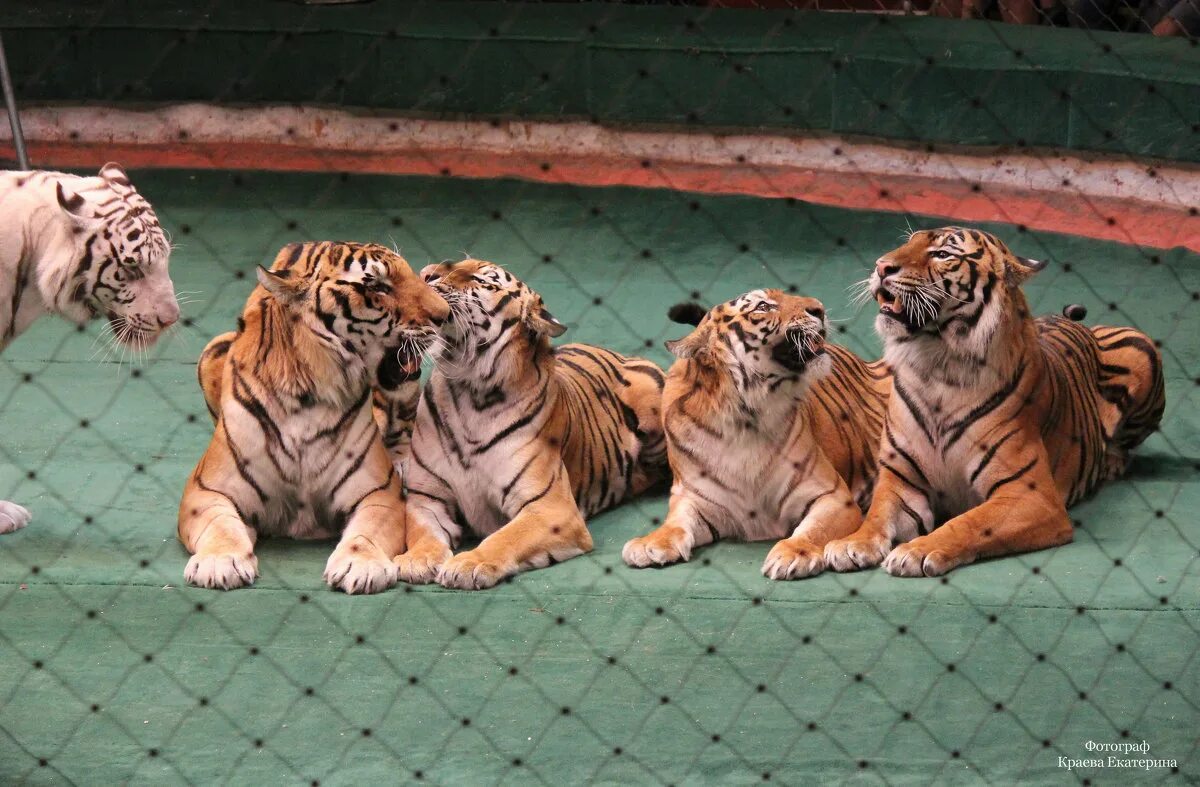 братья про тигров