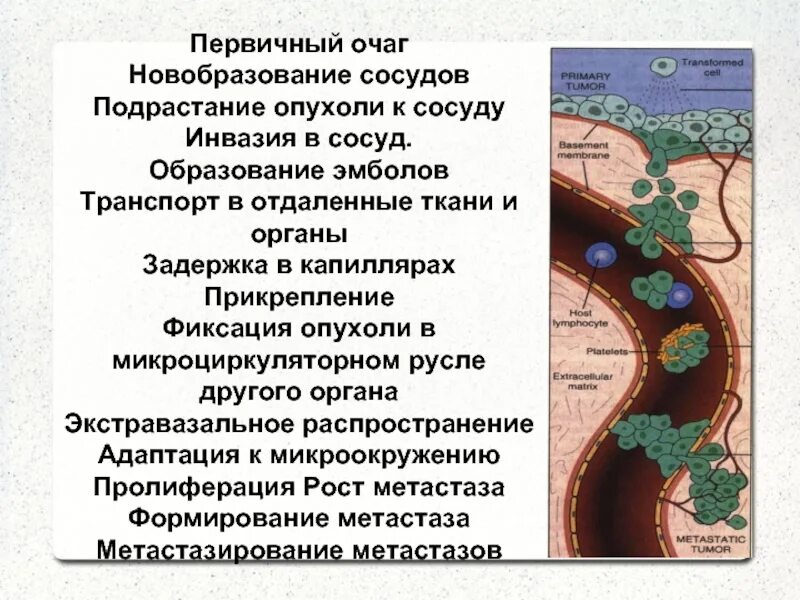 Инвазия опухоли в сосуды что. Первичный очаг опухоли.