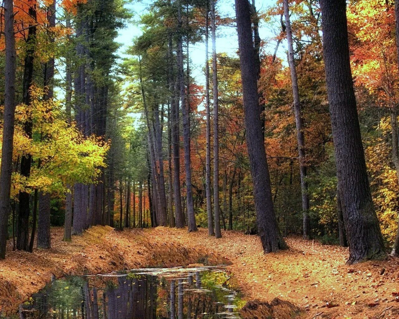 Хвойный лес в сосновом бору. Сосновый бор осенью. Осенний сосновый лес. Сосны осень. Сосновый лес осенью.