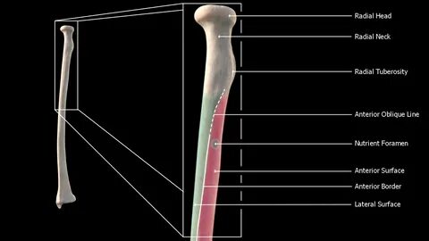 Radius style
