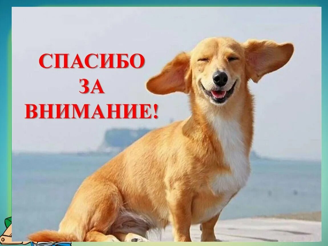Спасибо покушал. Спасибо за внимание животные. спасибо за внимание собачка. спасибо за внимание щенок. спасибо аз внимание.