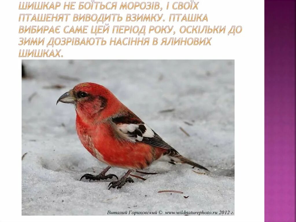 Какая птица выводит птенцов. Зимующие птицы клест. клёст-еловик зимой. клёст-еловик с птенцами. птица клест зимой.
