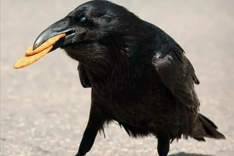 клюв ворона. новокаледонский ворон. ворон и рябина. ворон. ворон карлуша.