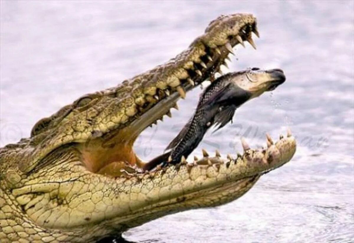 Птичка которая чистит зубы. Нильский крокодил. Нильский крокодил ест рыбу. Крокодил и птичка Тари симбиоз. Симбиоз птичка талии крокодил.