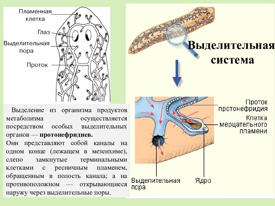 Особенности строения выделительной системы плоских червей. Выделительная система представлена протонефридиями. выделительная система плоских червей. наличие выделительной системы у плоских червей. у плоские черви ленточные выделительная система.