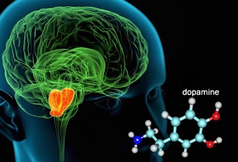 Биохимия мозга. Дофамин. Дофаминовая система мозга. Нейромедиаторы мозга. Эндорфины мозга