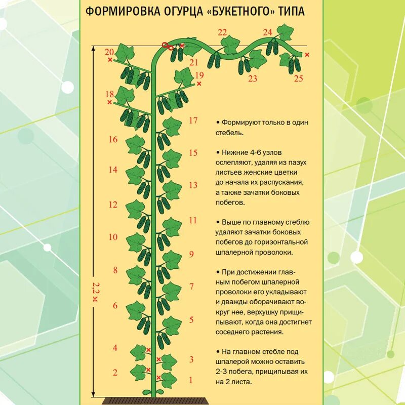 Надо ли прищипывать огурцы. Пасынкование огурцов Кураж. Схема пасынкования огурцов. Формировка огурцов f1. Схема формирования огурцов партенокарпических огурцов.