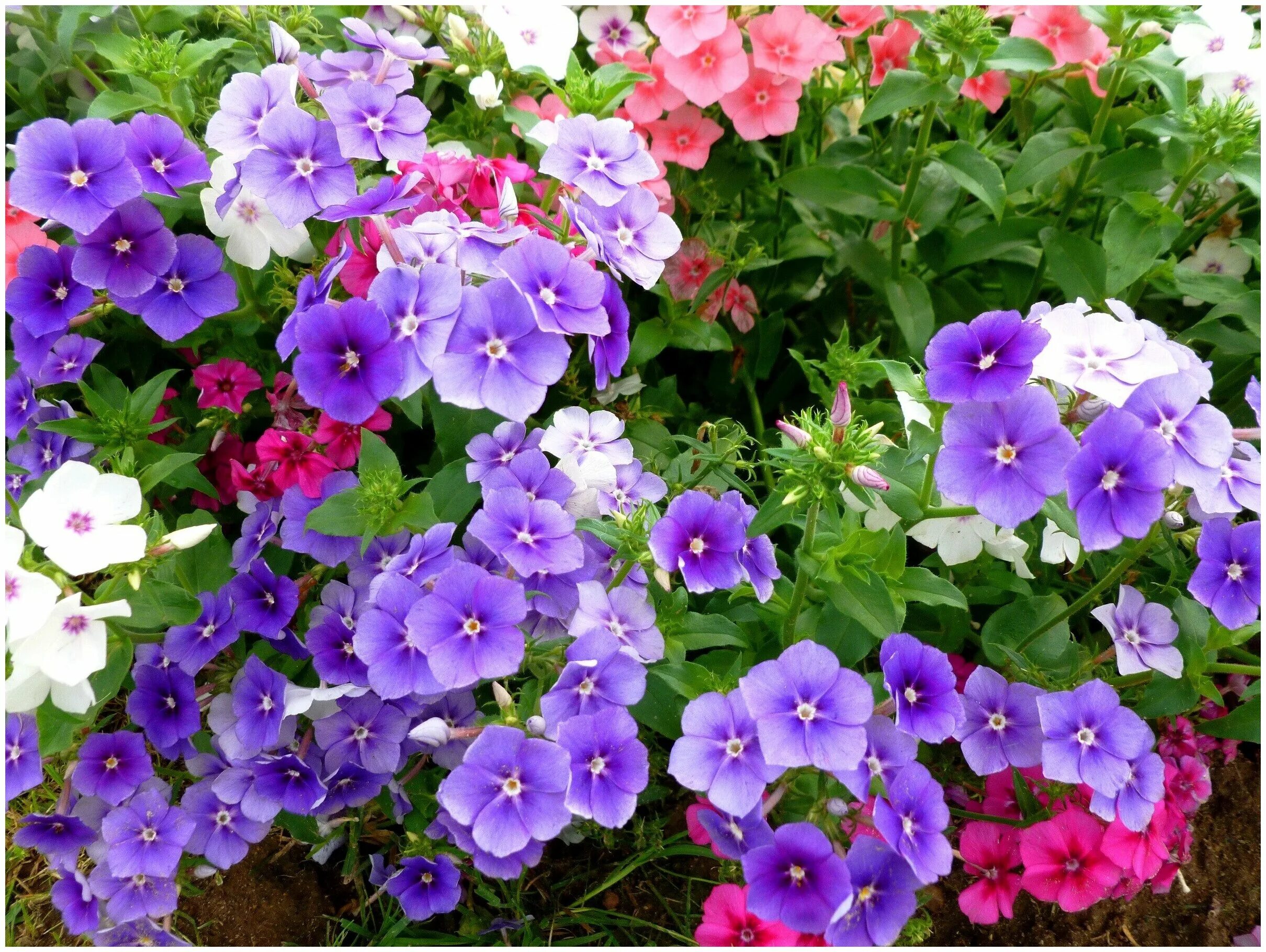 флокс гобелен. флокс гобелен. флокс друммонда крупноцветковый гобелен. флокс друммонда гобелен смесь. флокс гобелен смесь аэлита ц.