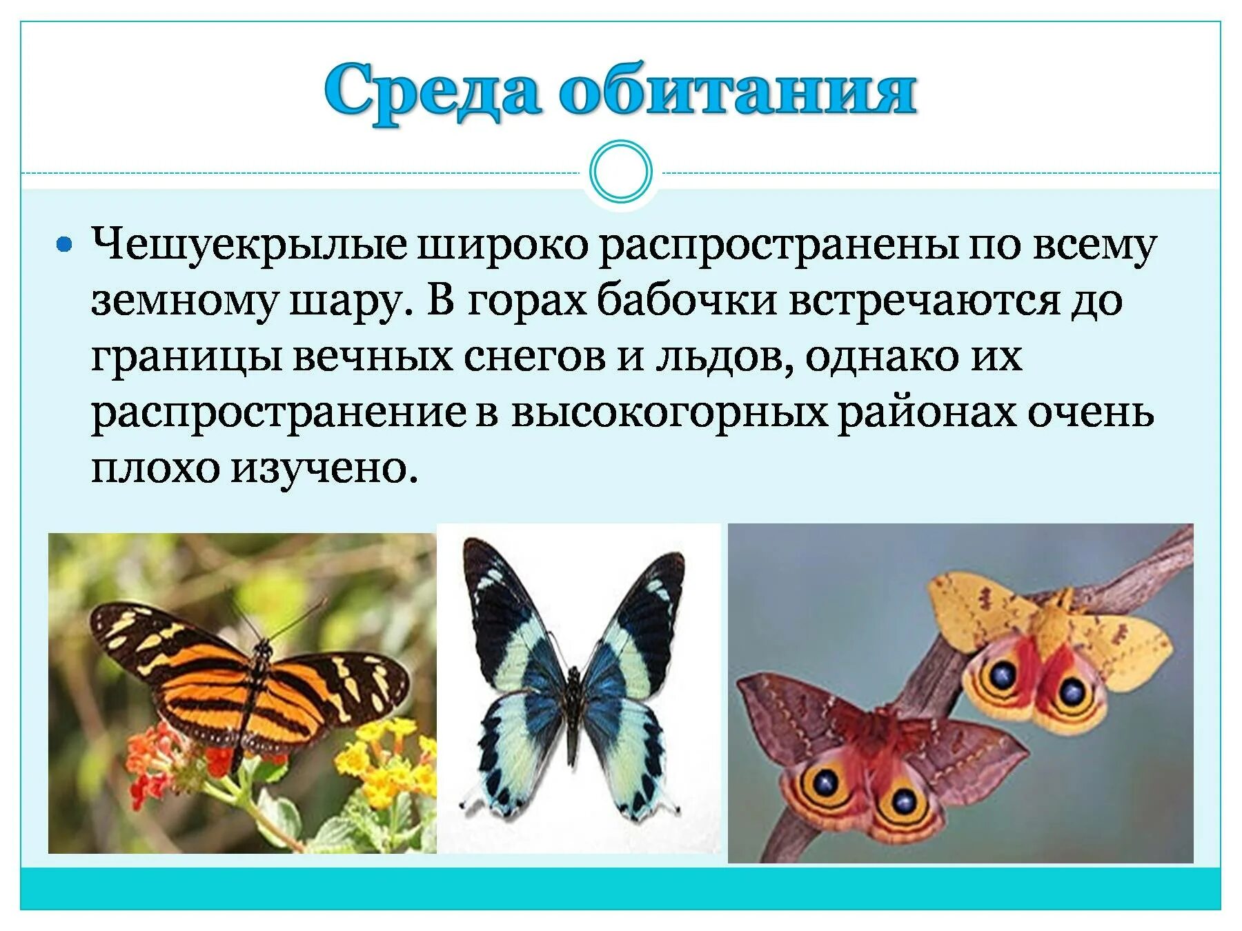 Приспособленность крапивницы. Отряд чешуекрылые среда обитания. Среда обитания бабочек. Чешуекрылые бабочки. Мечта обитания чешуекрылых.